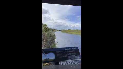 Everglades Rest Stop #FYP #Everglades #I75 #Alligators #mywalksinparadise #4K