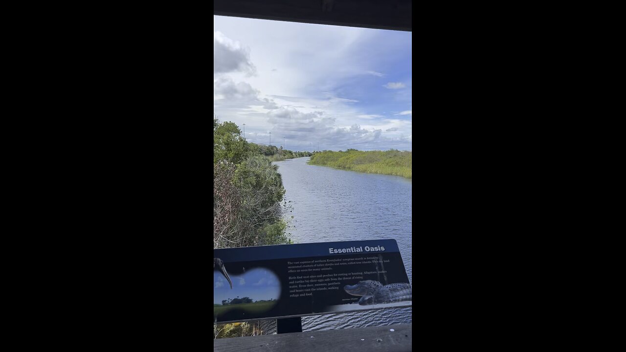 Everglades Rest Stop #FYP #Everglades #I75 #Alligators #mywalksinparadise #4K