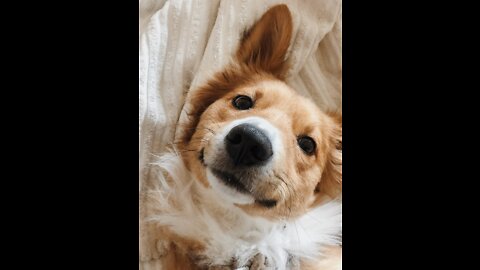 Funny and Cute Animals and Pet Compilation