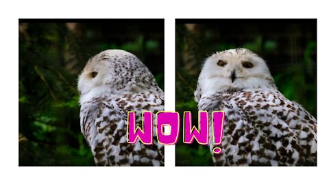 A Owl's Head showing awesomeness‼