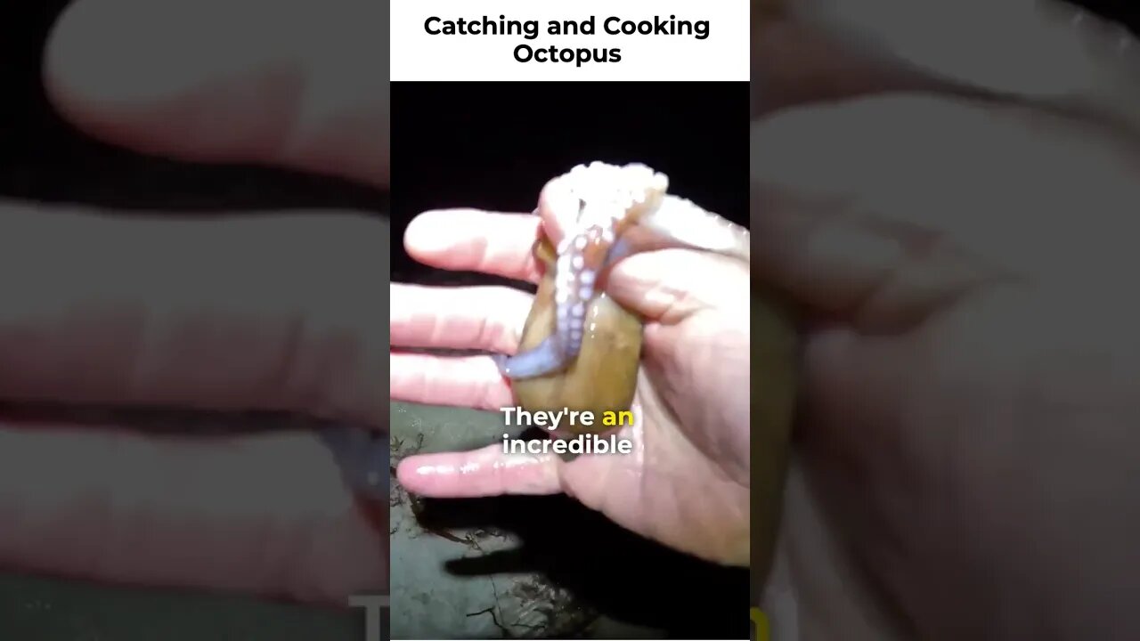 catching and cooking octopus 🐙