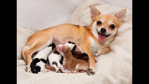 Dog Giving Birth To Cute Puppy