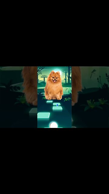 Dog singing Wednesday #shorts #music #dog