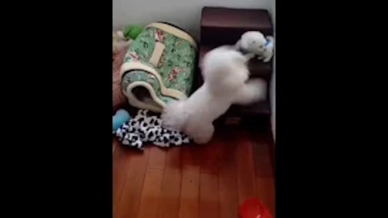 Tik Tok Chó Phốc Sóc Mini Funny and Cute Pomeranian