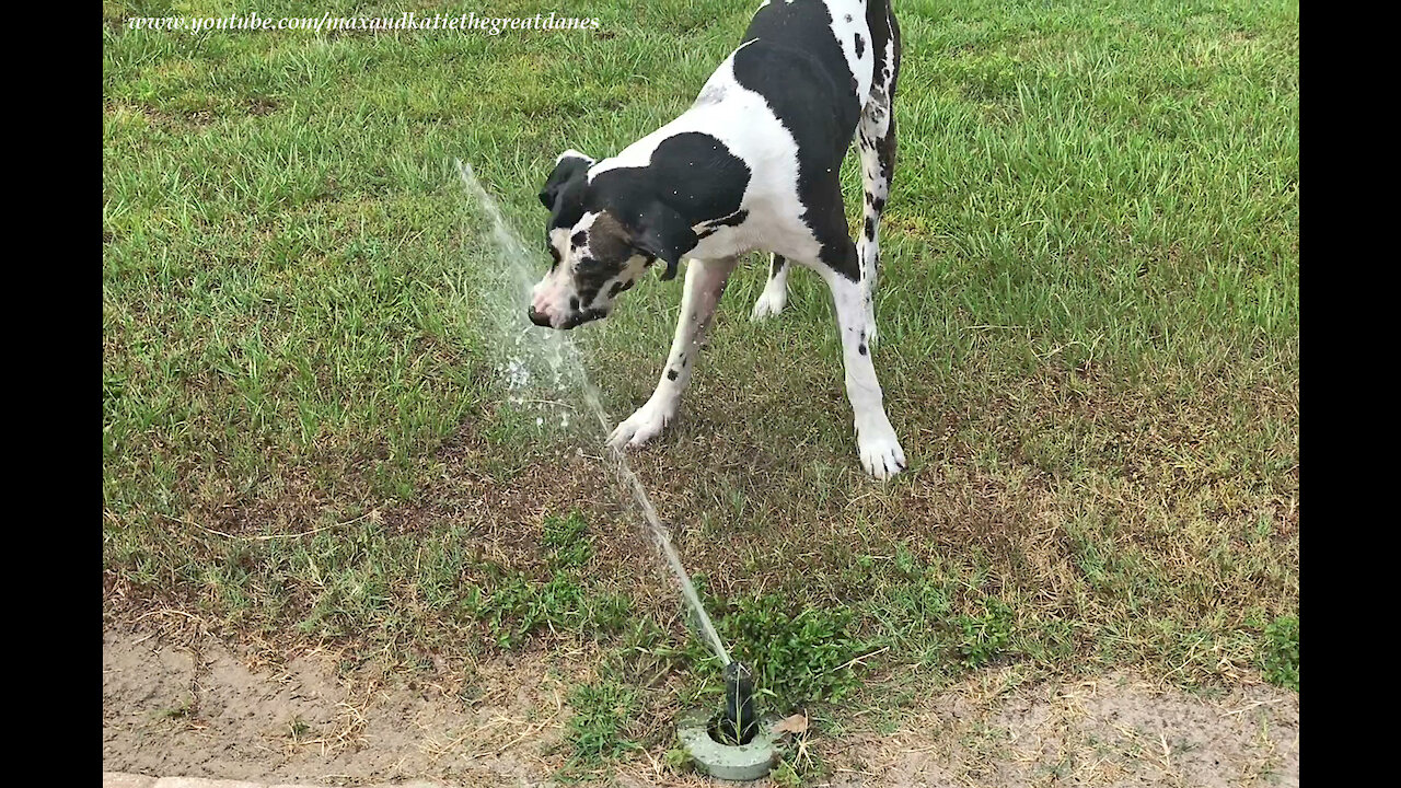 Water-loving Great Dane loves to drink from lawn sprinklers