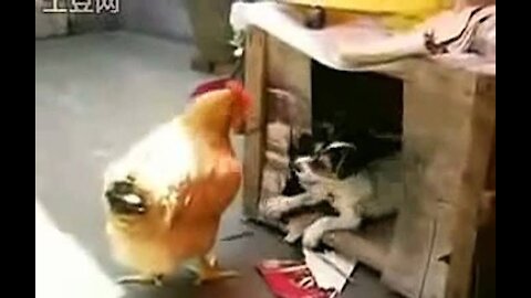 Chicken VS Dog Fight - Funny Dog Fight Videos