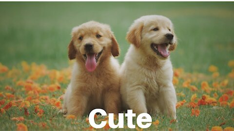 Cute (Animals) | Free Background Music | Free-Safe Vlog Music |