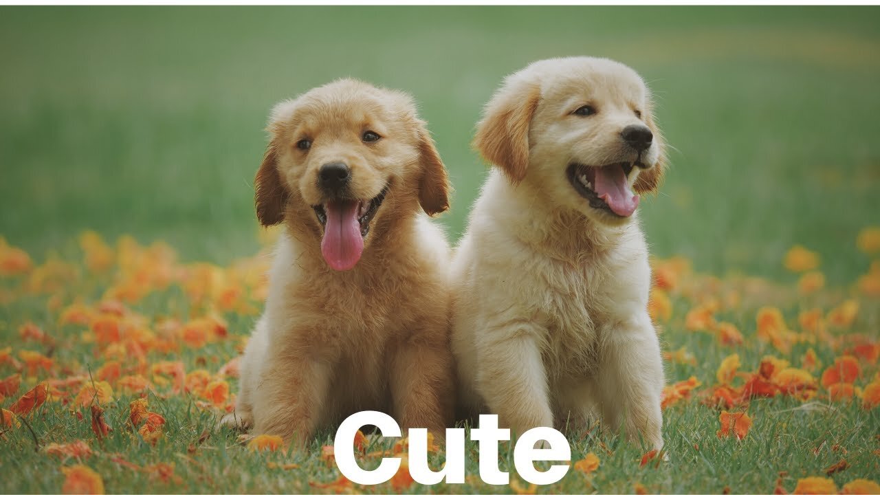 Cute (Animals) | Free Background Music | Free-Safe Vlog Music |