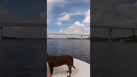 My Dog Tuck Lives on the Bow of the Boat Every Day Out!