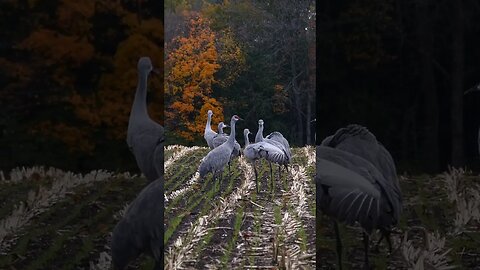 Sand Hill Cranes Landing #shorts