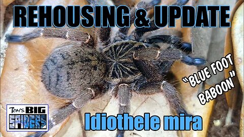 Idiothele mira "Blue Foot Baboon" Rehouse and Update