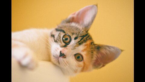 What are Top 10 kindsthe names of the types and types of cats and to which species do they belong?