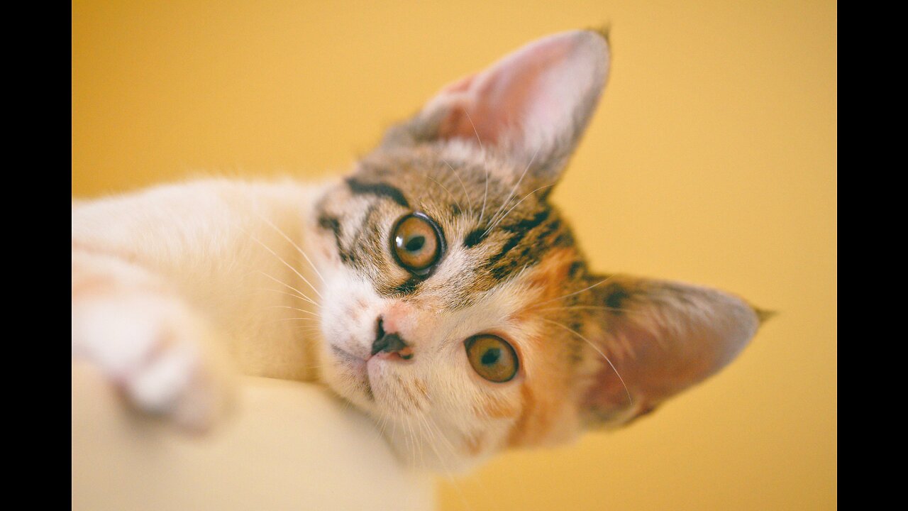 What are Top 10 kindsthe names of the types and types of cats and to which species do they belong?