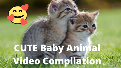 Animals Cute baby Videos Compilation cute moment