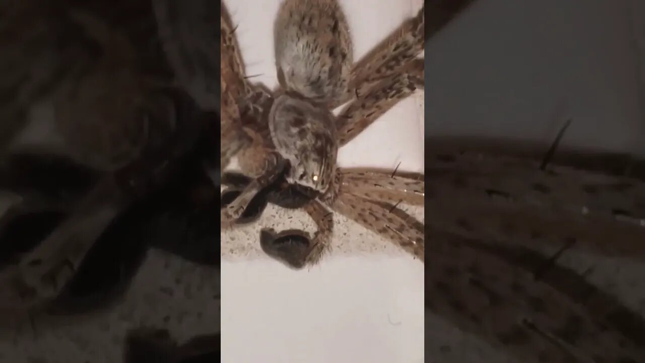 Lloyd Christmas reincarnated in a spider #youtubeshorts