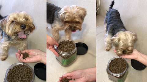 York Terrier eats only from his hands!