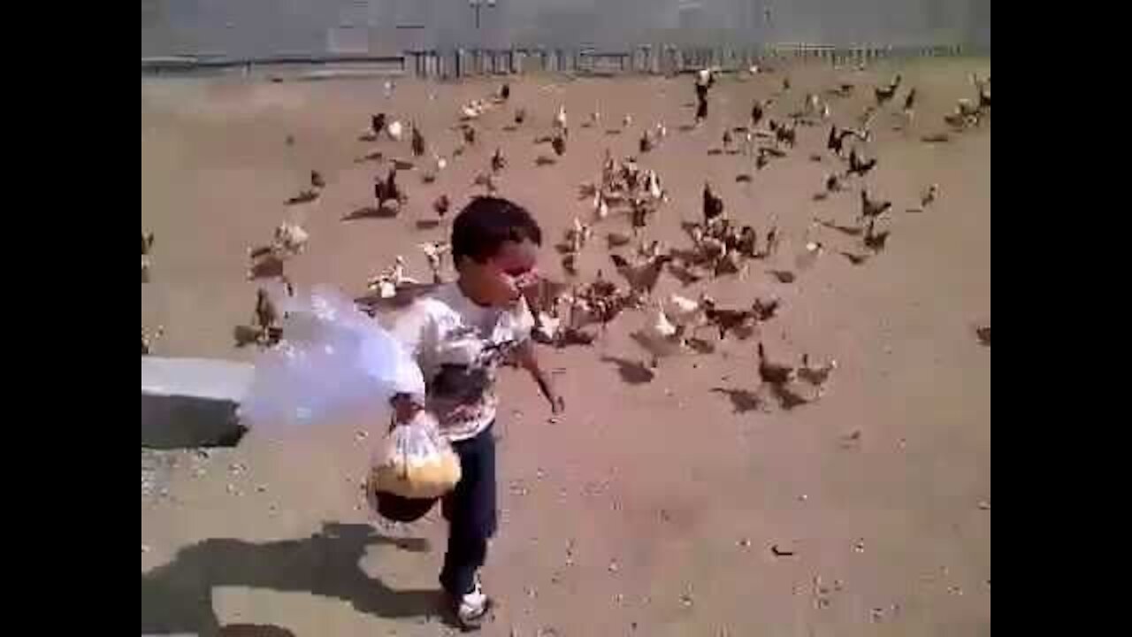 Funny chickenss Chasing kids and adults