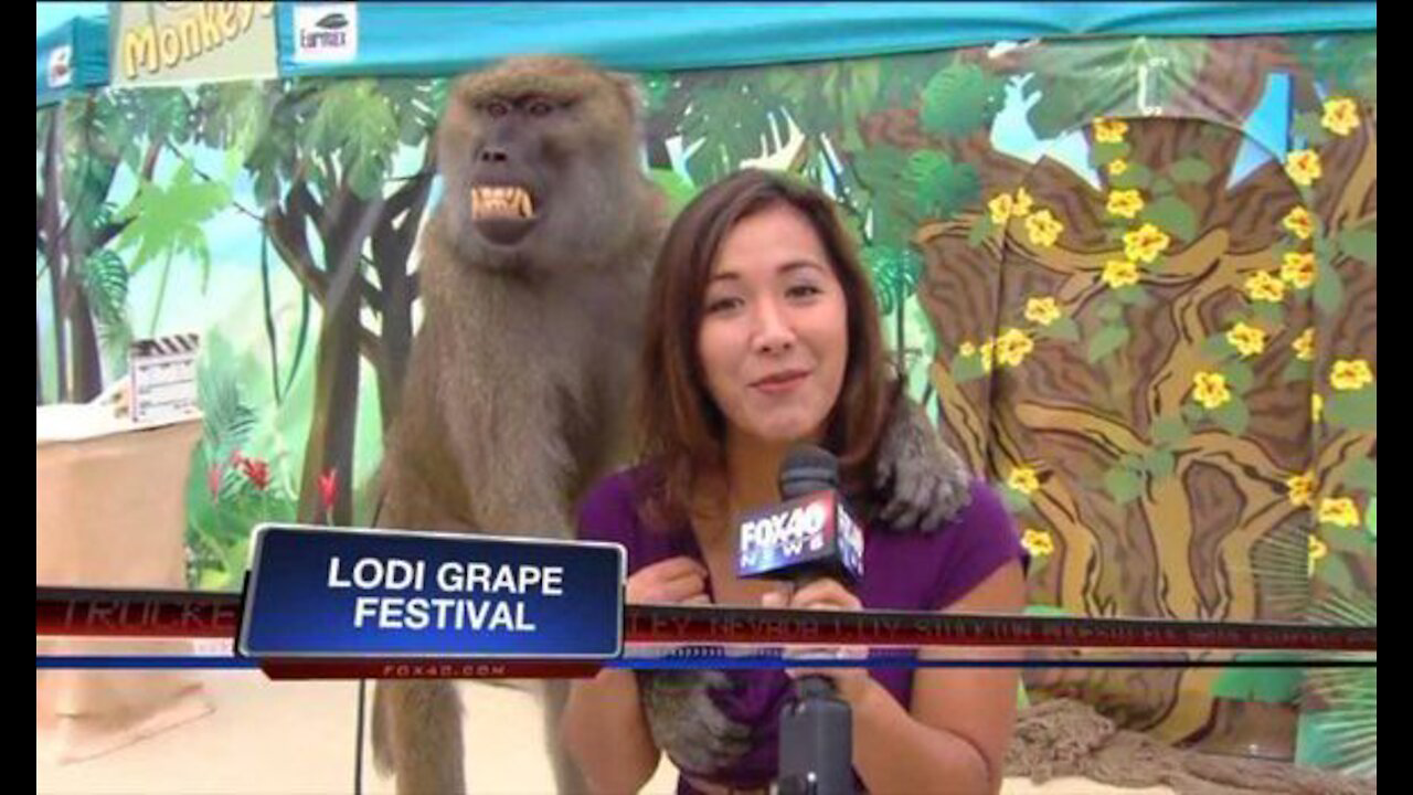 (Extremely Funny) Animals messing with reporters