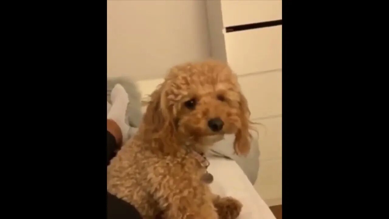 Cute Puppies Doing Funny Things, Cutest Puppies in the Worlds