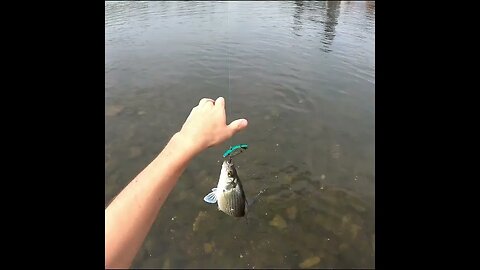 Rattletrap for White Bass
