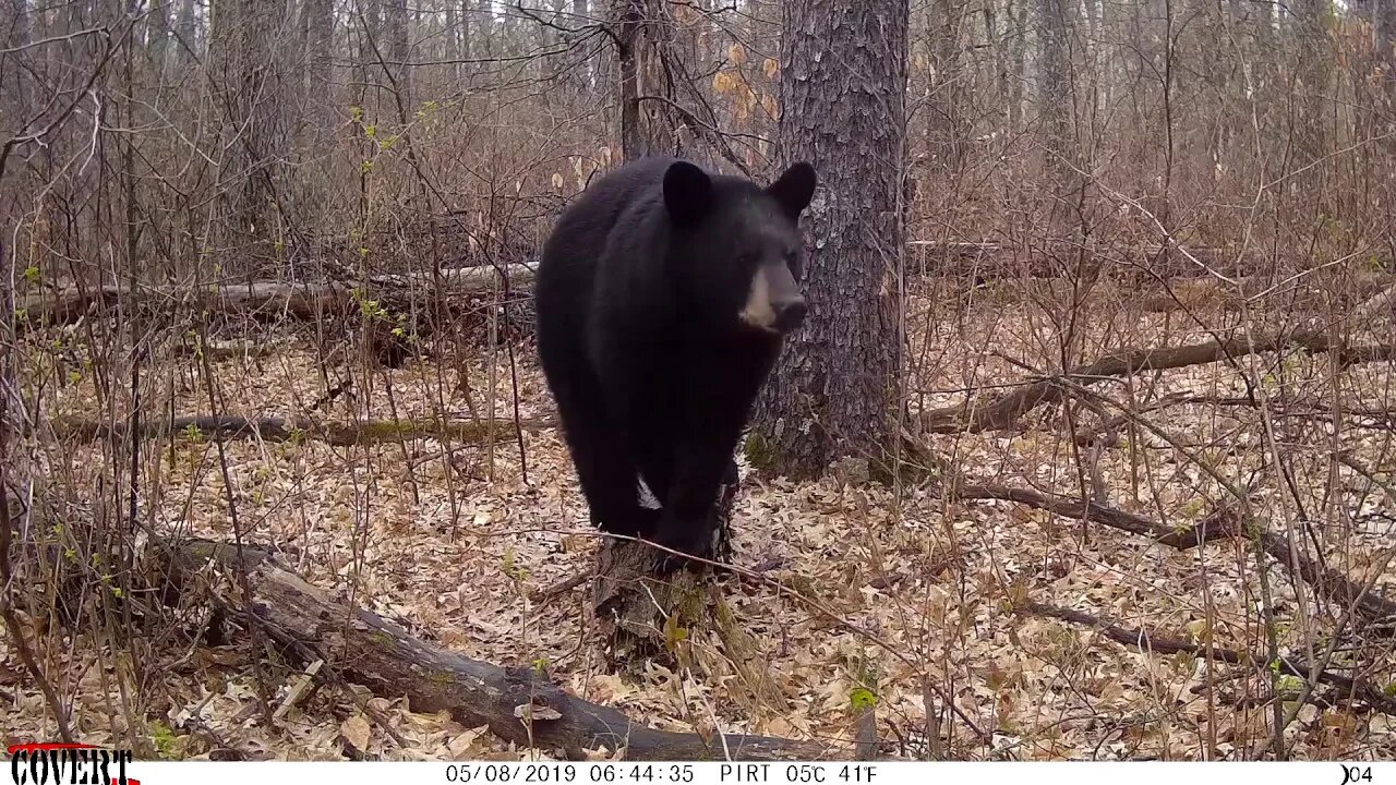 BEARS ON A LOG | You can't believe the bears & other critters using this log!