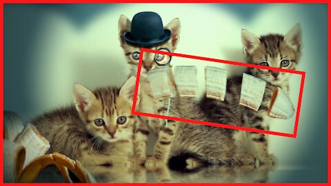 Do you like cat or fruit more?