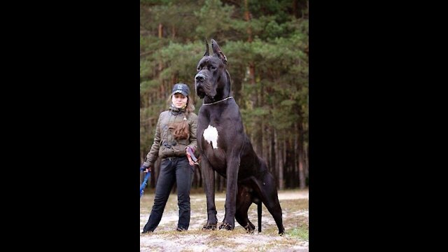 Biggest Dogs in The World Largest Dogs - Giant Dogs 2021