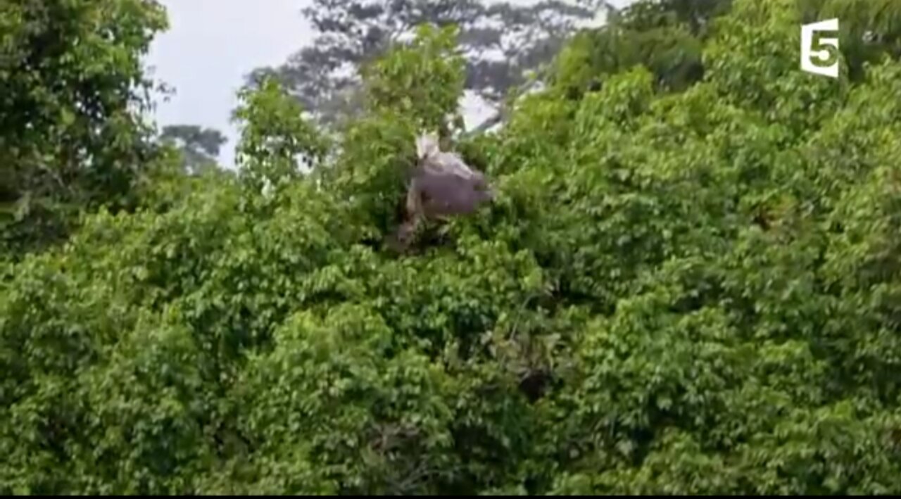 Cet oiseau tue et mange des singes - ZAPPING SAUVAGE