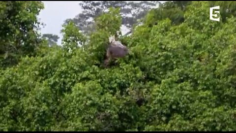 Cet oiseau tue et mange des singes - ZAPPING SAUVAGE