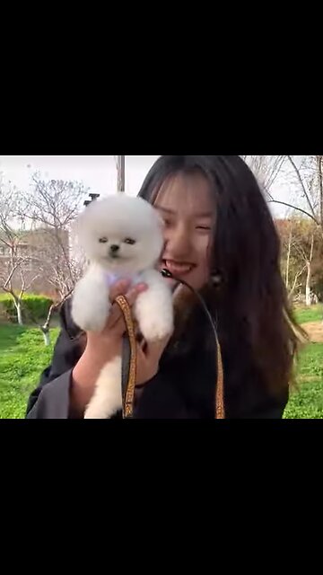 It suddenly took off, I almost couldn’t catch it, it scared me,dog, #pets,doglover ,cutedog ,shorts