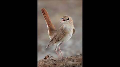 NIGHTINGALE BIRD WONDERFUL