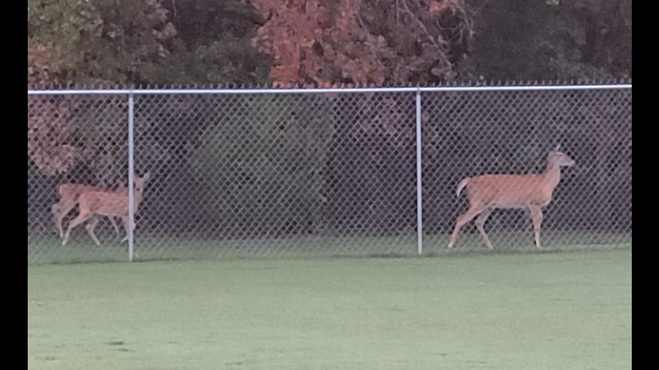 August 22 2022 Doe and Fawns