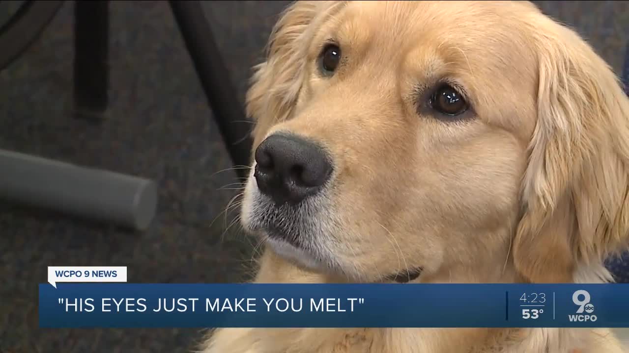 More schools are choosing therapy dogs, even with an uncertain school year ahead