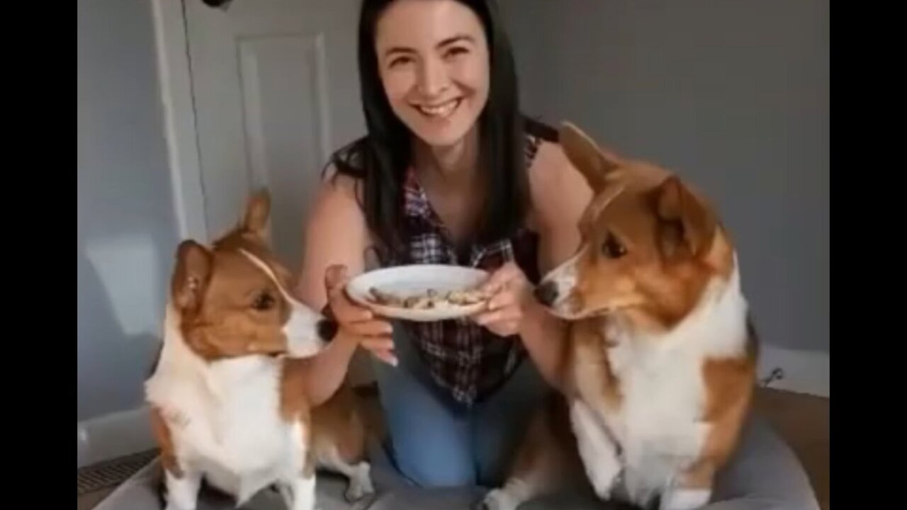 Funny Tik Tok dog video