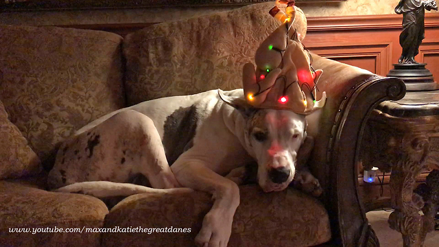 Great Dane reluctantly models light-up turkey hat