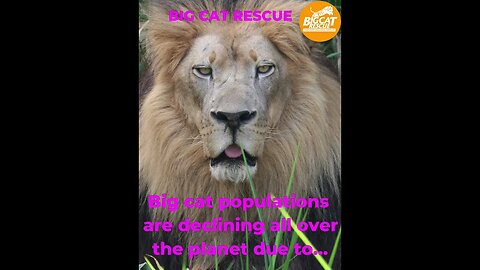 Big Cat Facts #5~The 4 big cats of the world! #cats #bigcatrescue #catvideos #reels #catreels #cat