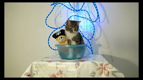 Cat Photography