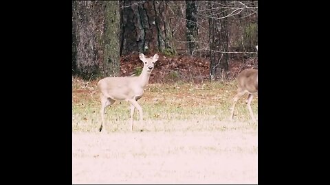 Deer in Georgia Field