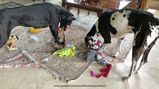 Playful Great Danes enjoy de-stuffing their toys