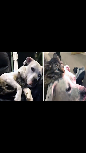 Puppy and kitten have been best friends since birth