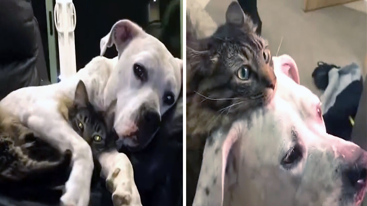 Puppy and kitten have been best friends since birth