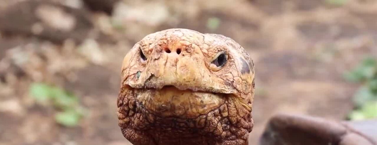 Diego the tortoise credited with saving his species