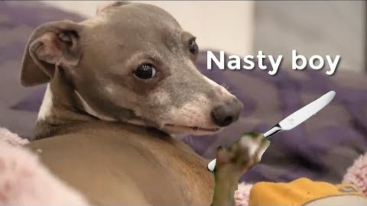 We Filmed Our Dogs Whenever They Cried Or Were Nasty For 24 Hours. This Is How They Look! 😍