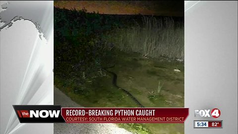 Record-setting Burmese python caught in Florida