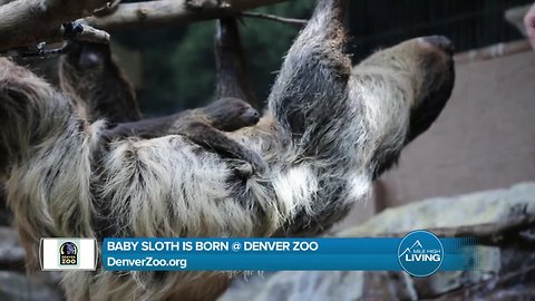 Denver Zoo- Baby Sloth Recap