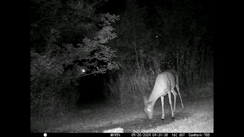 Deer 9-20-2024