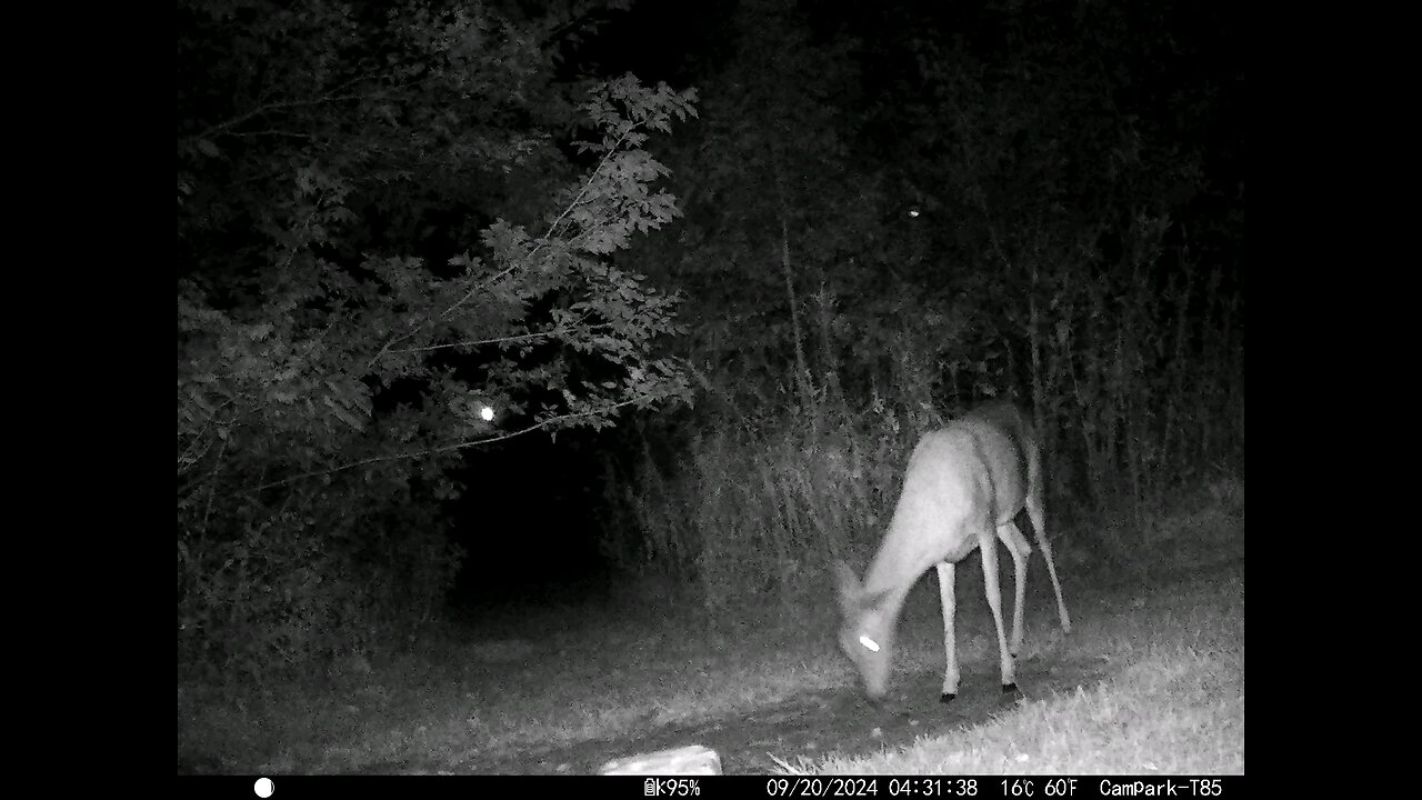 Deer 9-20-2024