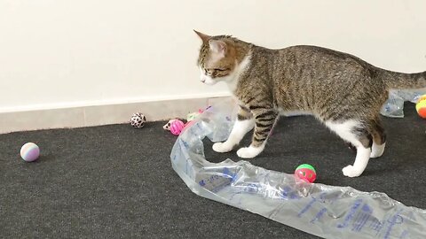 Cat Plays with Brown Mouse