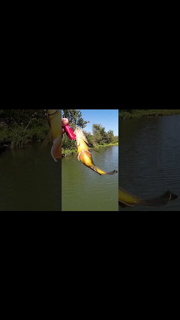 The Fish That Don't Make The Cut #fishing #bluegill #bassfishing