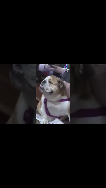 WEST VIRGINIA GOVERNOR TELLS HIS HATERS TO KISS HIS DOG’S BEHIND